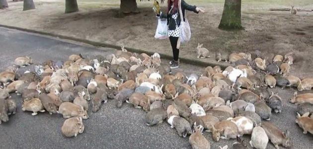 جزيرة الأرانب في اليابان
