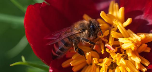 كيفية تغذية النحل