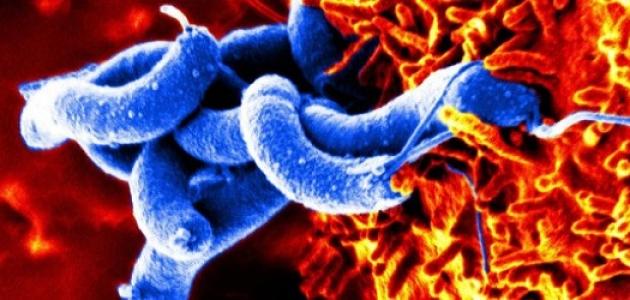 كيف يمكن للبكتيريا أن تكون نافعة للإنسان