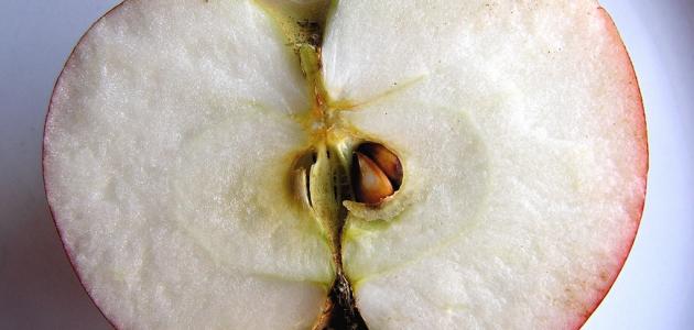 كيفية زراعة بذور التفاح
