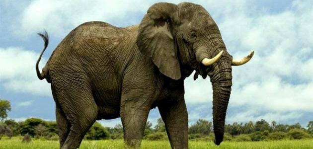 ما اسم صوت الفيل
