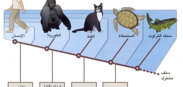 تنوع الكائنات الحية ومبادئ تصنيفها