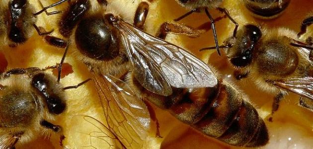فوائد غذاء ملكات النحل للجسم