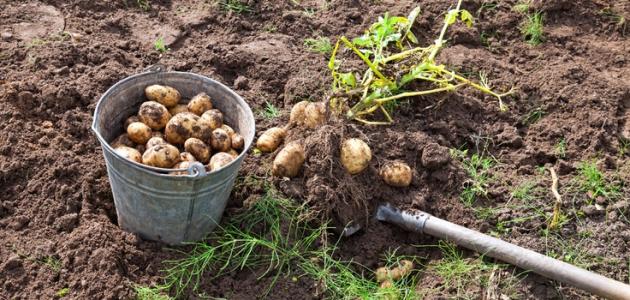 طريقة زراعة البطاطا فى المنزل