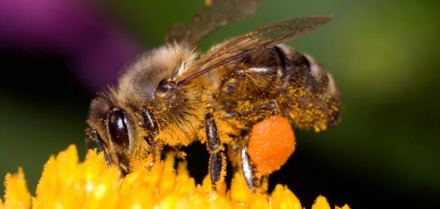 فوائد سم النحل الطبية