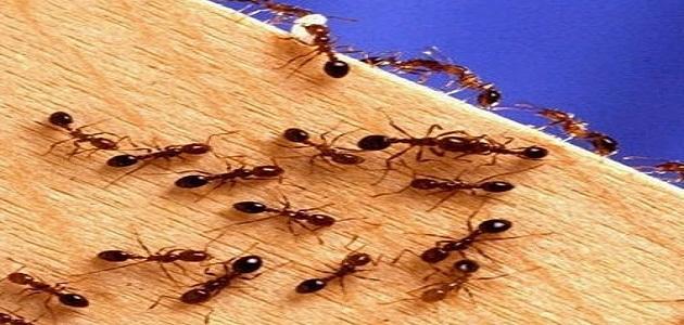 حل للتخلص من النمل
