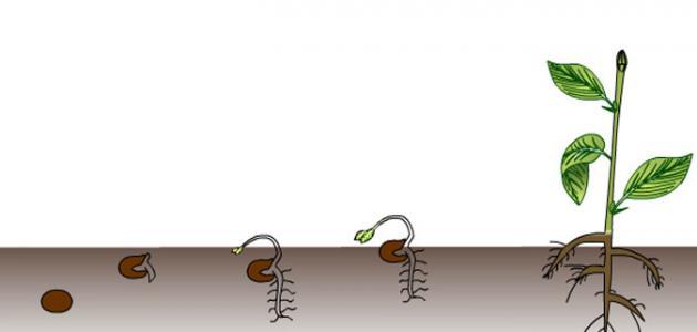 مراحل إنبات البذور