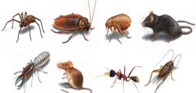 أنواع الحشرات وأسماؤها