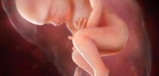 مراحل تطور الجنين في الشهر الخامس