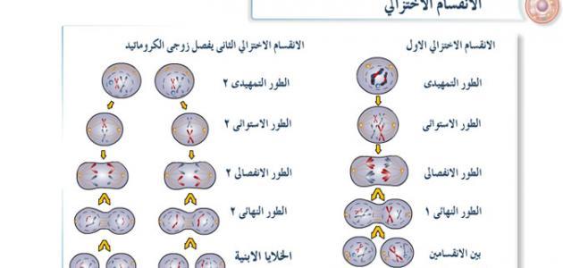 مراحل الانقسام الخلوي