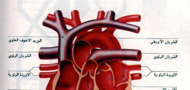 ما هي أمراض صمامات القلب