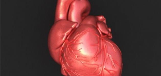 كيف يعمل قلب الإنسان