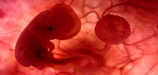 كيف يكون حجم الجنين في الشهر الثالث
