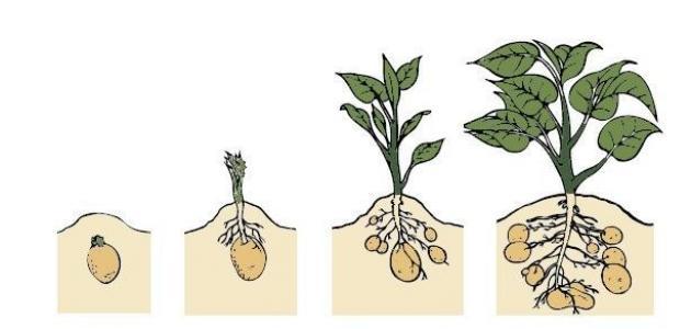 بحث حول مراحل نمو النبات