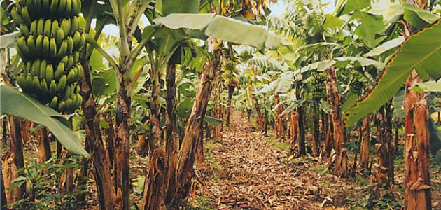 كيف يزرع شجر الموز