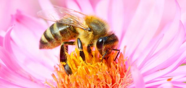 ما فوائد غذاء ملكات النحل