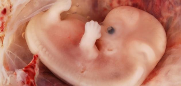 معلومات عن مراحل نمو الجنين