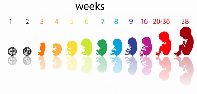 تطور نمو الجنين