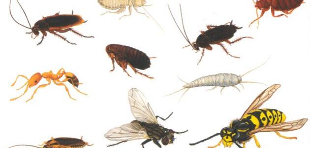 أنواع حشرات المنزل
