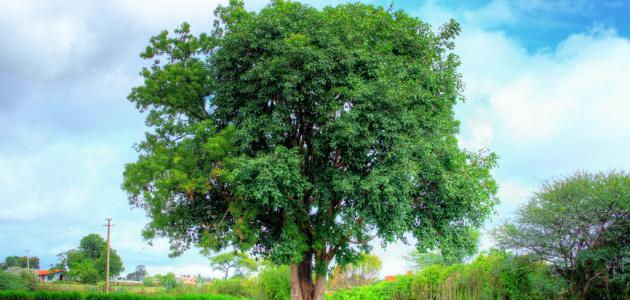 شجرة النيم وفوائدها