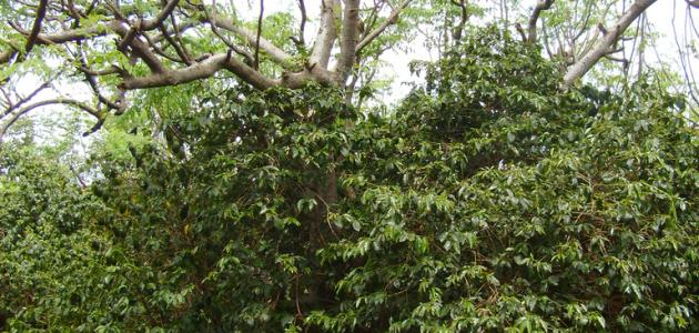 ما هي شجرة المورينجا