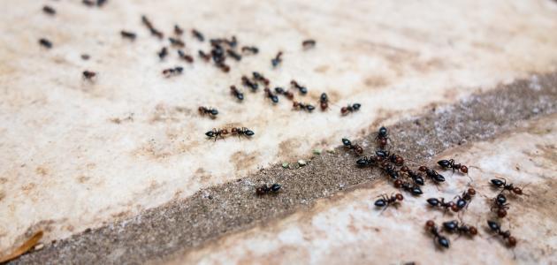 سبب وجود النمل في المنزل