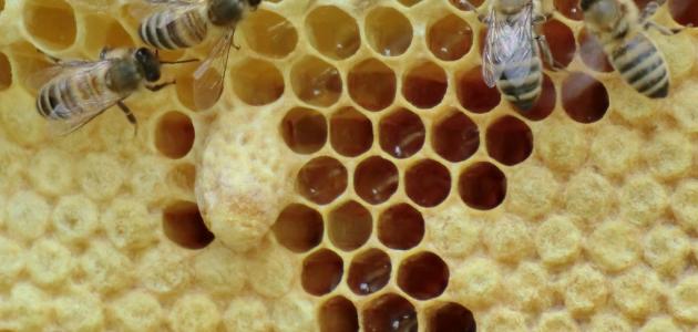 ما هو غذاء ملكات النحل