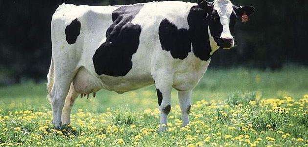 أنواع البقر