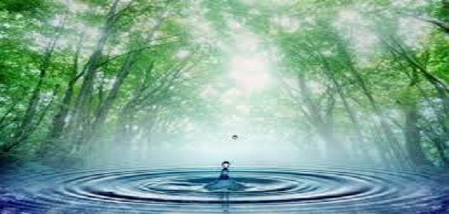 أهمية الماء للنبات