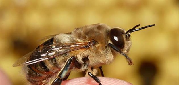 بحث عن النحل للصف الأول الإعدادي