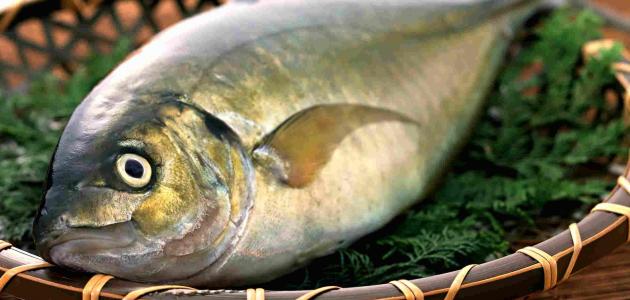 ما هي فوائد سمك السردين