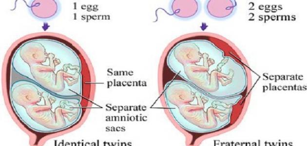 مراحل نمو التوائم في بطن الأم
