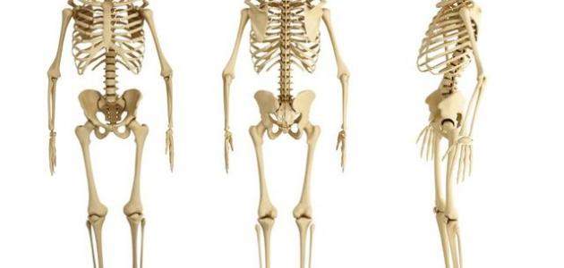 عدد عظام الانسان
