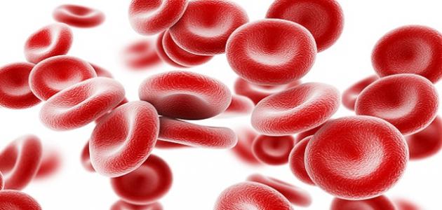 أين تنتج خلايا الدم الحمراء
