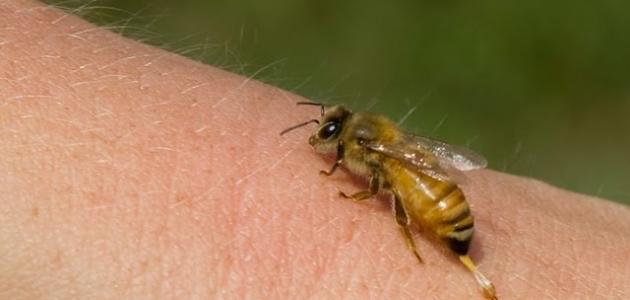 فوائد لسعات النحل