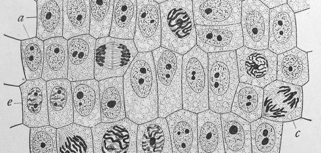 عدد الخلايا الموجودة في جسم الإنسان