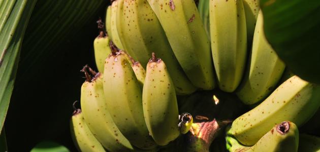 ما هو لحاء الموز