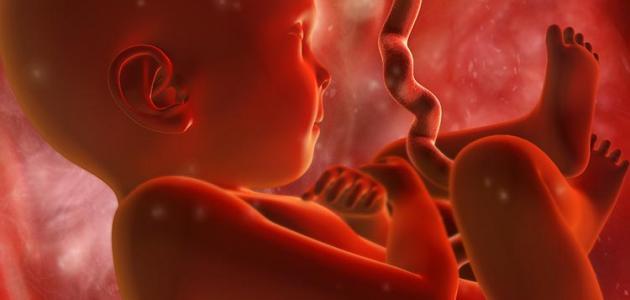 طرق تحديد جنس الجنين بشكل علمي