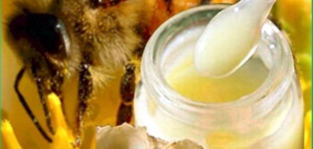 ما فائدة غذاء ملكات النحل للإنسان