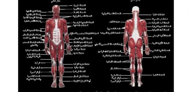 ما هو الجهاز العضلي