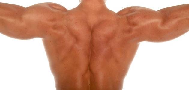 كيف تقوي عضلات الظهر