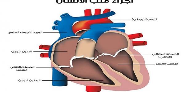 ما هو تحليل إنزيمات القلب