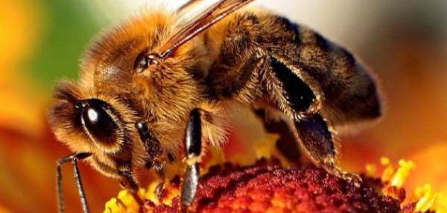 فوائد غذاء ملكات النحل للشعر