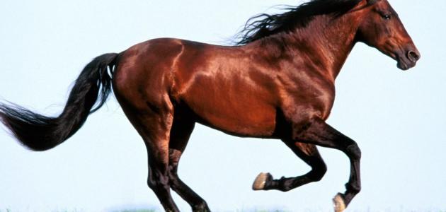 الحصان العربي الأصيل
