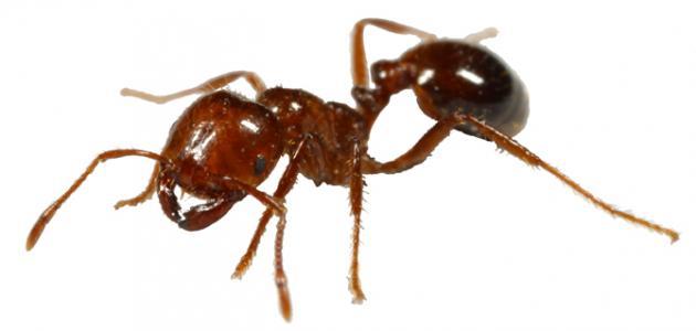 على ماذا يدل وجود النمل في البيت