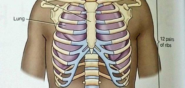 كم عدد عظام القفص الصدري للإنسان
