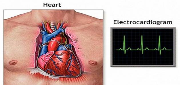 ما هي عدد ضربات القلب الطبيعية