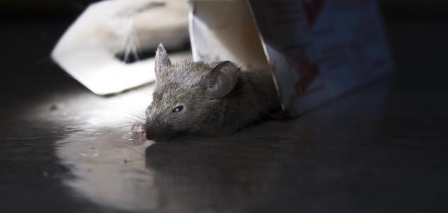 طرق القضاء على الفئران