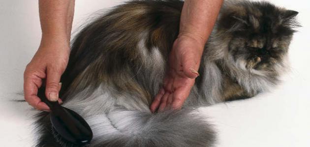 علاج تساقط شعر القطط الشيرازية