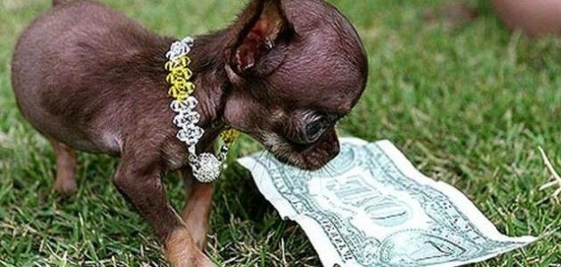 أصغر كلاب العالم
